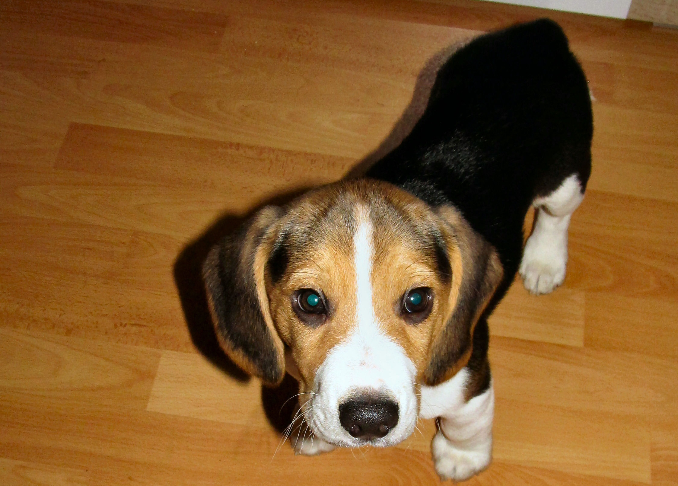 Bruno, heißt wirklich so. :-D